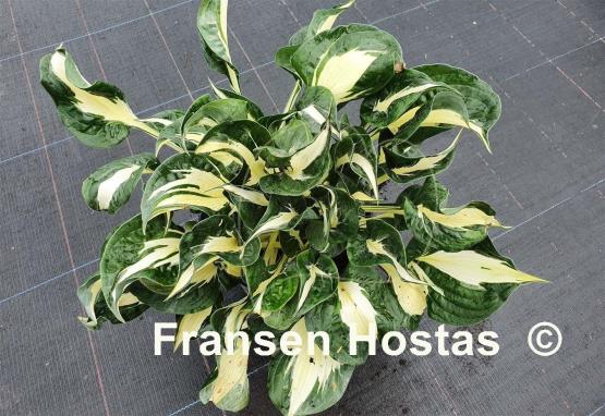 Hosta Woop Woop