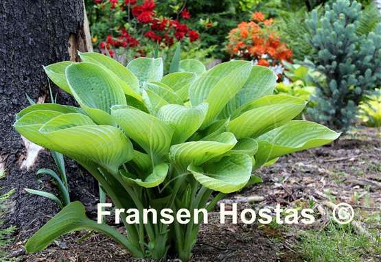 Hosta World Cup