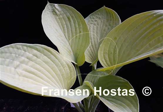 Hosta World Cup
