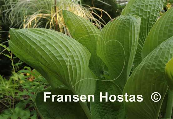 Hosta World Cup