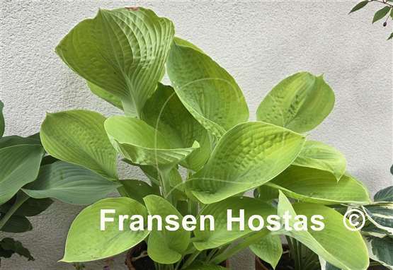 Hosta World Cup
