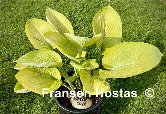 Hosta World Cup