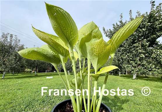 Hosta World Cup