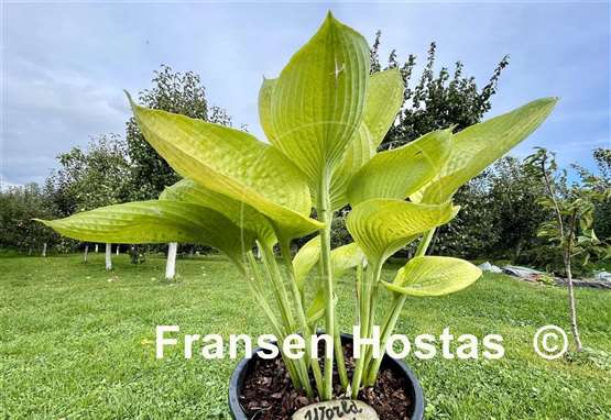 Hosta World Cup