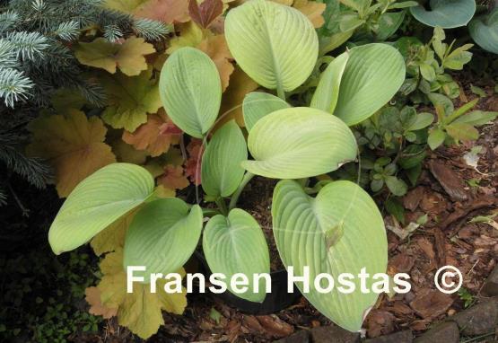 Hosta World Cup