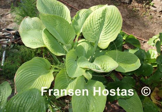 Hosta World Cup