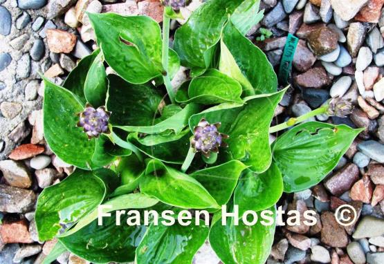 Hosta Worldly Treasure