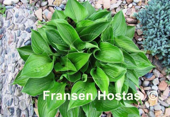 Hosta Worldly Treasure