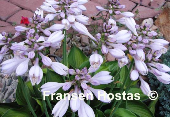 Hosta Worldly Treasure
