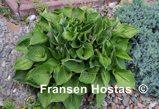 Hosta Worldly Treasure