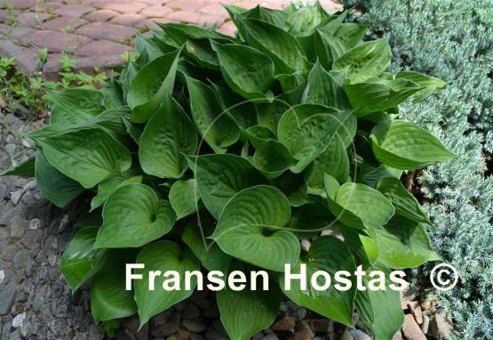 Hosta Worldly Treasure
