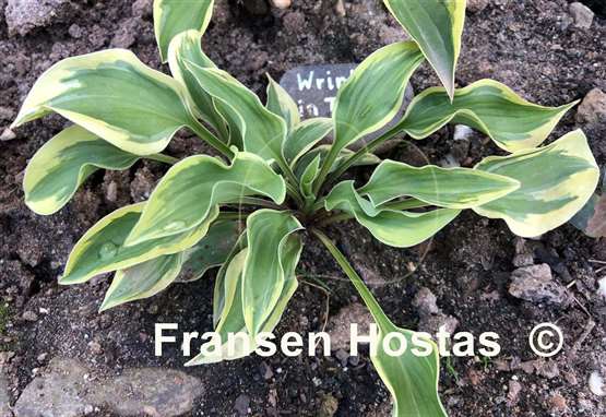 Hosta Wrinkle in Time