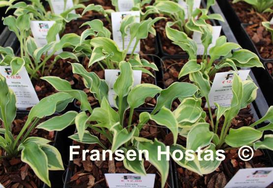 Hosta Wrinkle in Time