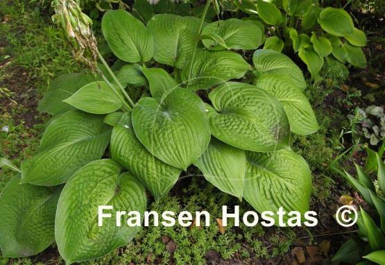 Hosta Wrinkles and Crinkles