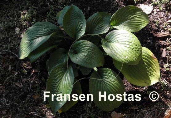 Hosta Wrinkles and Crinkles