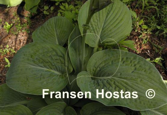 Hosta Wrinkles and Crinkles