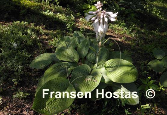 Hosta Wrinkles and Crinkles