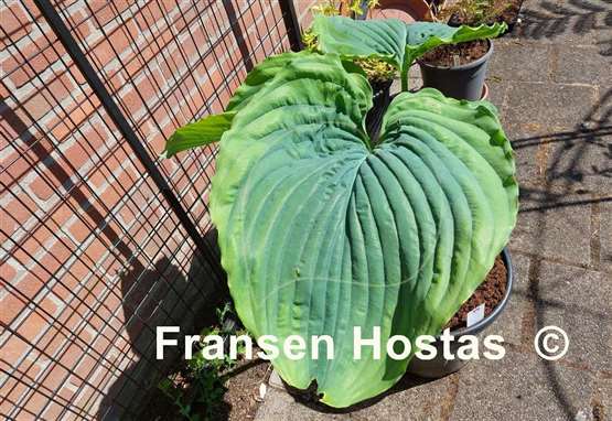 Hosta Wu Hoo