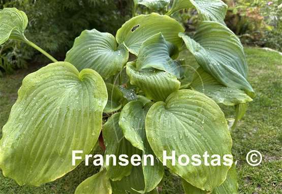 Hosta Wu Hoo