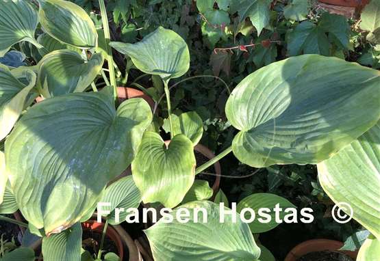 Hosta Wu Hoo