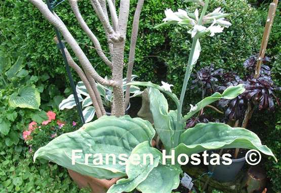 Hosta Wu Hoo