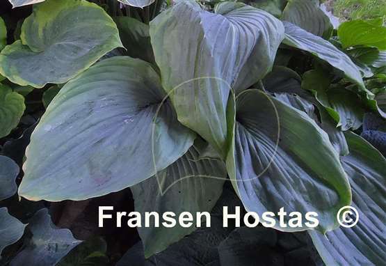 Hosta Wu Hoo 
