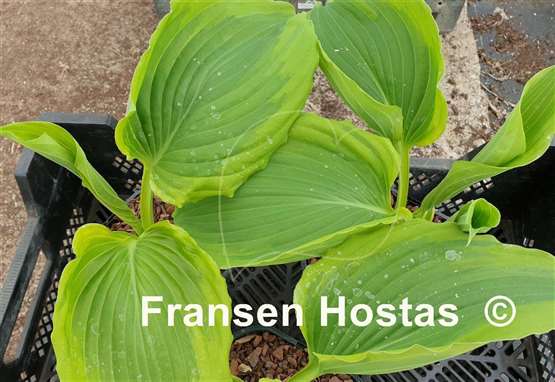 Hosta Wu Hoo