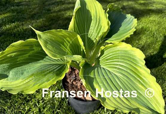 Hosta Wu Hoo