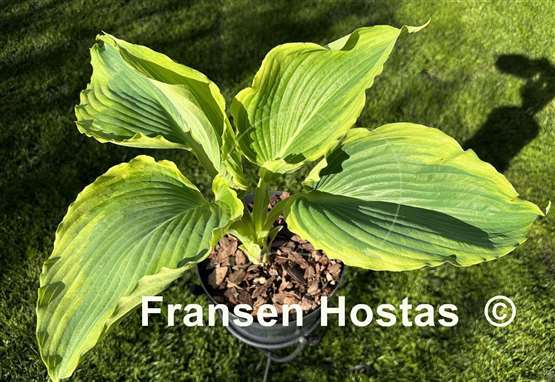 Hosta Wu Hoo
