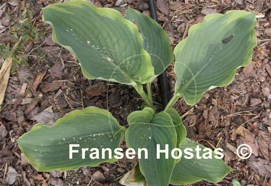 Hosta Wu-La-La