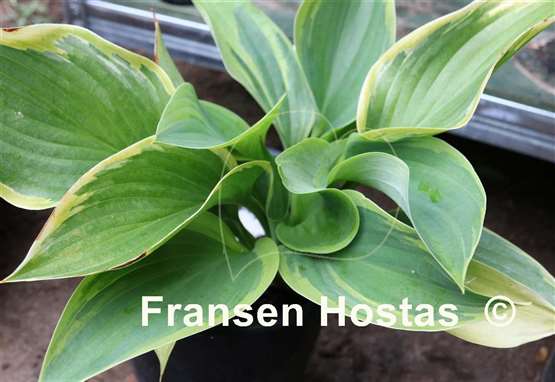 Hosta Wu-La-La