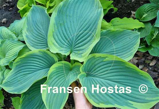Hosta Wu-La-La