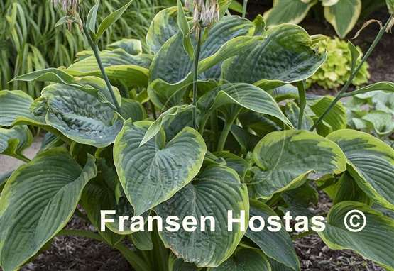 Hosta Wu-La-La