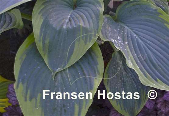 Hosta Wu-La-La