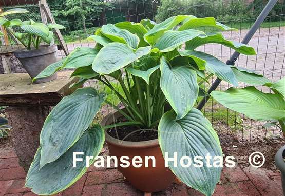 Hosta Wunderbar 