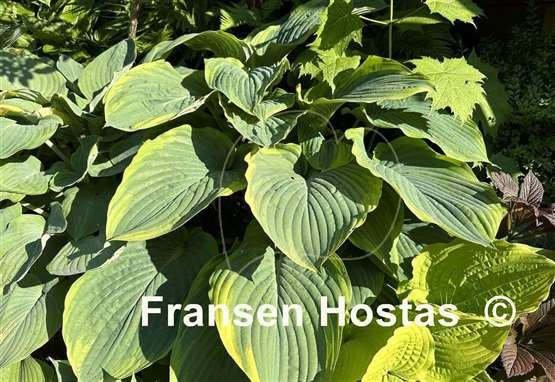 Hosta Wunderbar