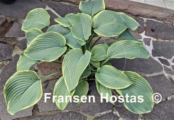 Hosta Wunderbar