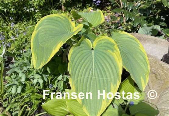 Hosta Wunderbar