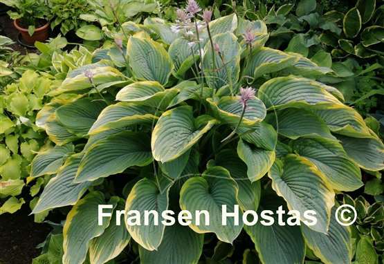 Hosta Wunderbar 