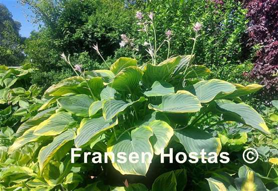 Hosta Wunderbar 