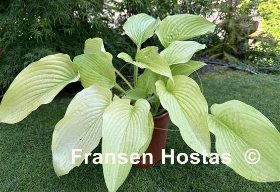 Hosta Wundergold