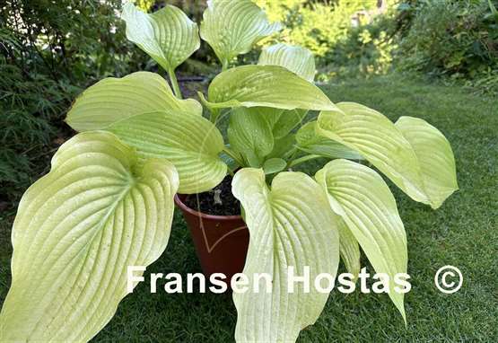 Hosta Wundergold