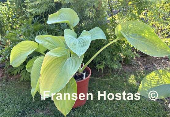 Hosta Wundergold