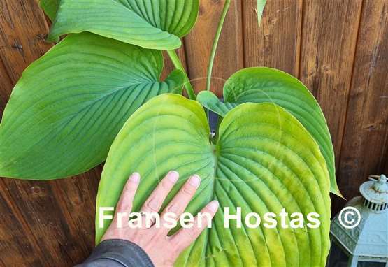 Hosta Wundergold