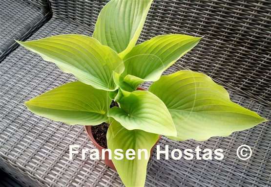 Hosta Wundergold