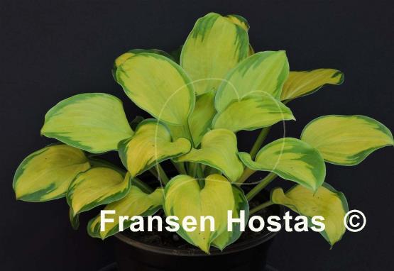 Hosta Wylde Green Cream