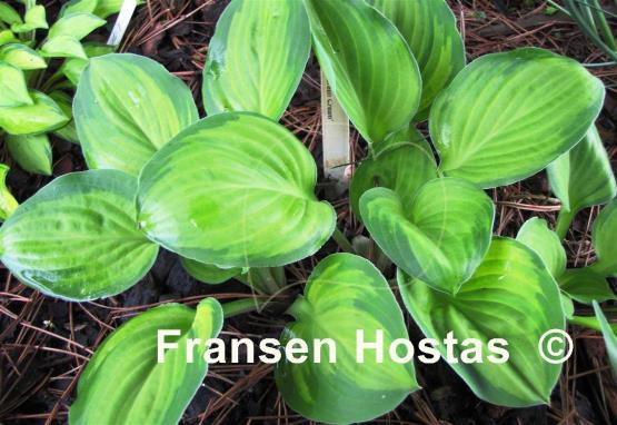 Hosta Wylde Green Cream