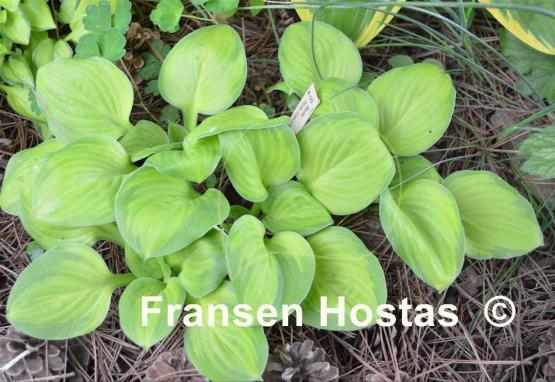 Hosta Wylde Green Cream