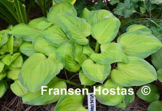 Hosta Wylde Green Cream