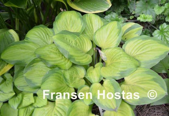 Hosta Wylde Green Cream